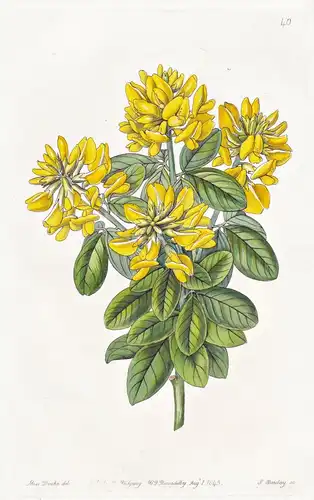 Cytisus Weldenii - Italy Italien / flowers Blume flower Botanik botany botanical