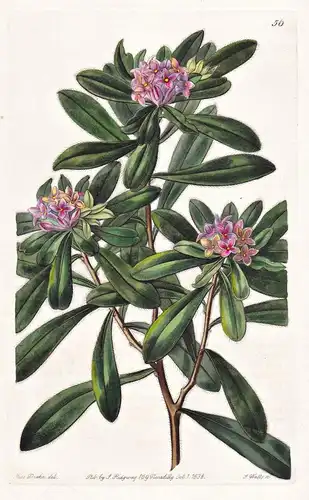 Daphne australis - flowers Blume flower Botanik botany botanical