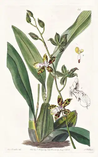 Cyrtochilum maculatum - Orchidee orchid / Mexico Mexiko / flowers Blume flower Botanik botany botanical
