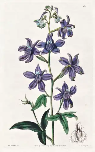 Delphinium decorum - America Amerika / flowers Blume flower Botanik botany botanical