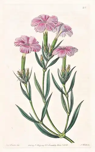 Dianthus Bisignani - Italy Italien / flowers Blume flower Botanik botany botanical