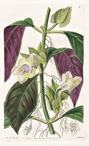 Drymonia bicolor - India Indien / flowers Blume flower Botanik botany botanical