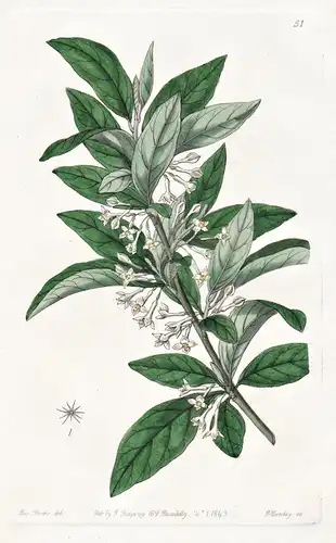Elaeagnus parvifolia - India Indien / flowers Blume flower Botanik botany botanical