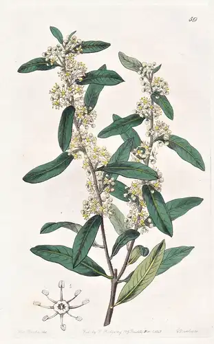Duvaua longifolia - South America Südamerika / flowers Blume flower Botanik botany botanical