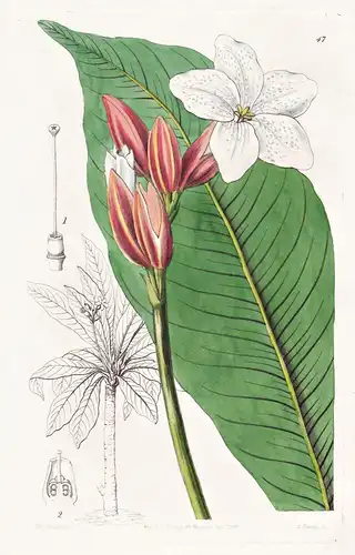 Erythrochiton Brasiliensis - Brasil Brazil Brasilien / flowers Blume flower Botanik botany botanical