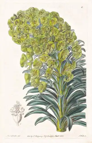 Euphorbia Veneta - Italy Italien / flowers Blume flower Botanik botany botanical