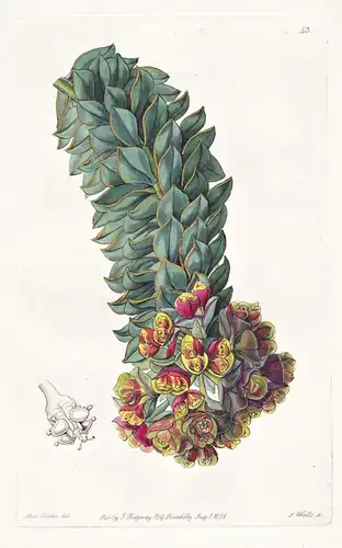 Euphorbia rigida - Asia Asien Europe Europa / flowers Blume flower Botanik botany botanical