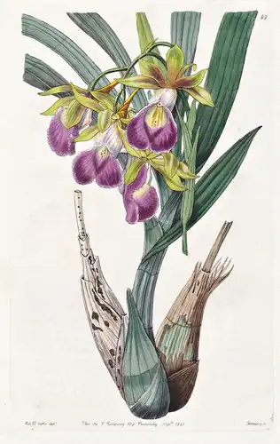 Galeandra Baueri - Orchidee orchid / Guiana / flowers Blume flower Botanik botany botanical