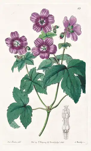 Geranium rubifolium - Himalaya / flowers Blume flower Botanik botany botanical