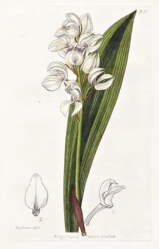 Govenia liliacea - Orchidee orchid / Mexico Mexiko / flowers Blume flower Botanik botany botanical