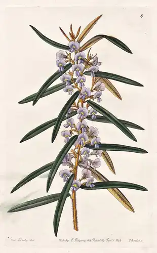 Hovea racemulosa - Australia Australien / flowers Blume flower Botanik botany botanical