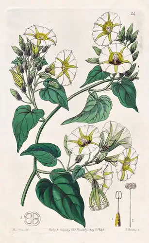 Ipomoea cymosa - Asia Asien / flowers Blume flower Botanik botany botanical