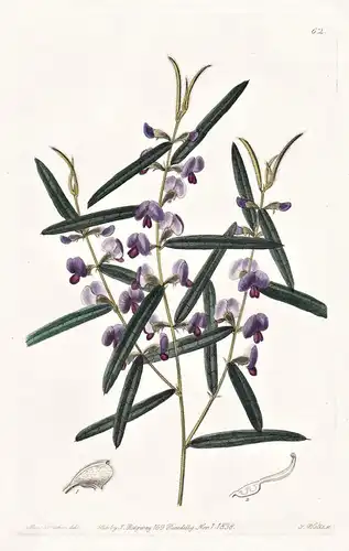 Hovea Manglesii - Australia Australien / flowers Blume flower Botanik botany botanical