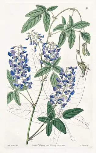 Hardenbergia digitata - Australia Australien / flowers Blume flower Botanik botany botanical