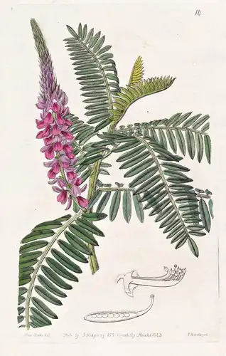 Indigofera stachyodes - India Indien / flowers Blume flower Botanik botany botanical
