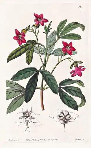 Lemonia spectabilis - Cuba Kuba / flowers Blume flower Botanik botany botanical
