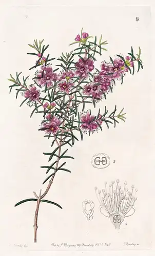 Hypocalymma robustum - Australia Australien / flowers Blume flower Botanik botany botanical