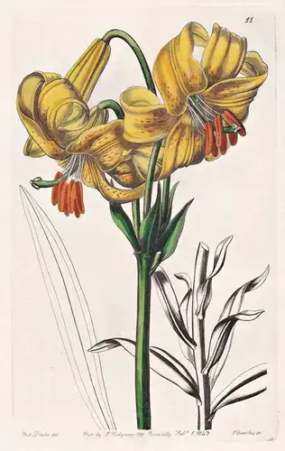 Lilium testaceum - Lilie lily / flowers Blume flower Botanik botany botanical