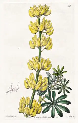 Lupinus arboreus - South America Südamerika / flowers Blume flower Botanik botany botanical