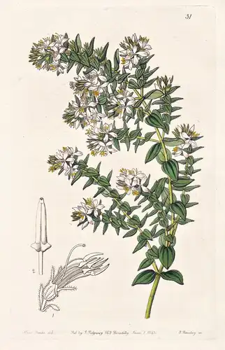 Marcetia excoriata - America Amerika / flowers Blume flower Botanik botany botanical