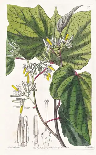 Marlea begonifolia - Bangladesh Bangladesch / flowers Blume flower Botanik botany botanical