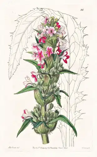 Morina longifolia - Turkey Türkei / flowers Blume flower Botanik botany botanical