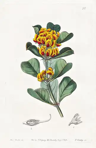 Oxylobium obovatum -  Australia Australien / flowers Blume flower Botanik botany botanical