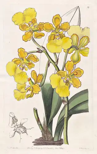 Oncidium bicallosum - Orchidee orchid / Guatemala / flowers Blume flower Botanik botany botanical