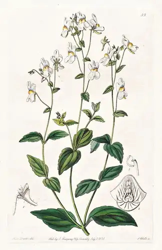 Nemesia floribunda - flowers Blume flower Botanik botany botanical
