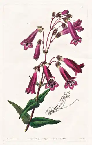 Pentstemon gentianoides - Mexico Mexiko / flowers Blume flower Botanik botany botanical