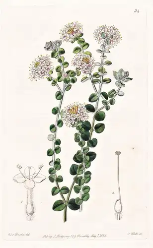 Pimelea incana - Tasmania Tasmanien / flowers Blume flower Botanik botany botanical