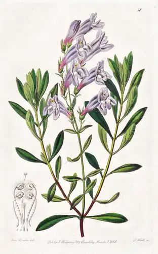Pentstemon crassifolius - North America Nordamerika / flowers Blume flower Botanik botany botanical
