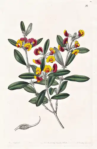 Oxylobium capitatum - Australia Australien / flowers Blume flower Botanik botany botanical