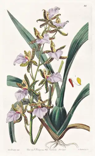 Odontoglossum Bictoniense - Orchidee orchid / Guatemala / flowers Blume flower Botanik botany botanical