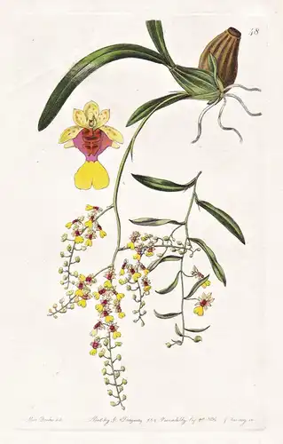 Oncidium raniferum - Orchidee orchid / Brasil Brazil Brasilien / flowers Blume flower Botanik botany botanical