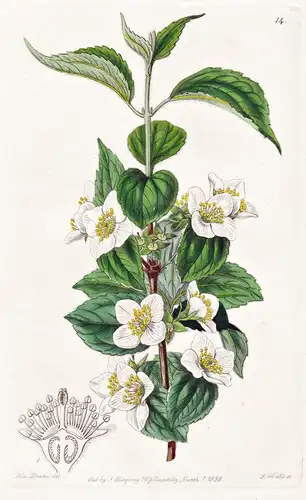 Philadelphus hirsutus - America Amerika / flowers Blume flower Botanik botany botanical