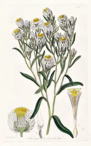 Morna nivea - Australia Australien / flowers Blume flower Botanik botany botanical