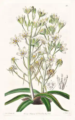 Ornithogalum montanum - Italy Italien / flowers Blume flower Botanik botany botanical