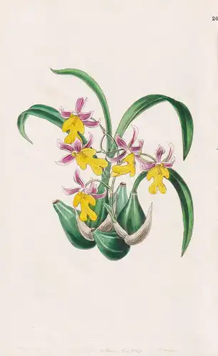 Odontoglossum Warneri - Orchidee orchid / flowers Blume flower Botanik botany botanical