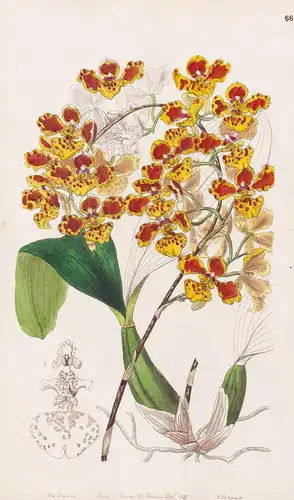 Oncidium amictum - orchid Orchidee / Brazil Brasil Brasilien / flowers Blume flower Botanik botany botanical