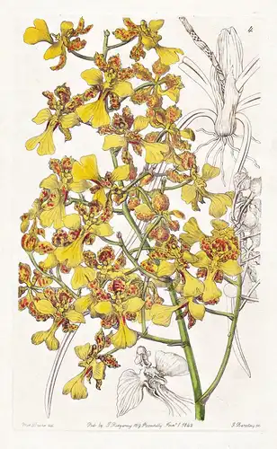 Oncidium longifolium - Orchidee orchid / Mexico Mexiko / flowers Blume flower Botanik botany botanical