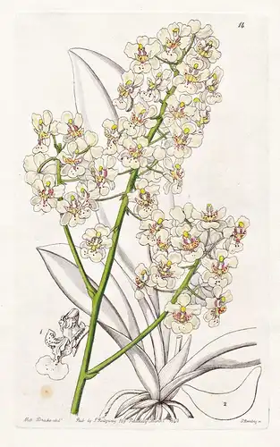 Oncidium stramineum - Orchidee orchid / Argentina Argentinien / flowers Blume flower Botanik botany botanical