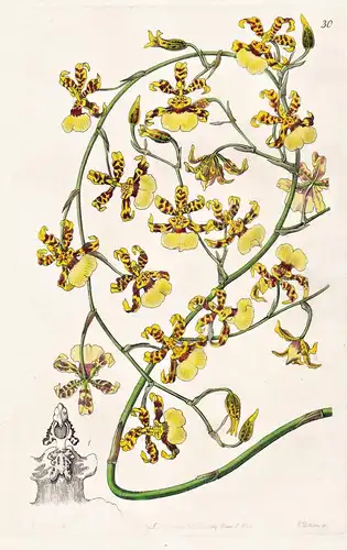 Oncidium sphacelatum - Orchidee orchid / Guatemala / flowers Blume flower Botanik botany botanical