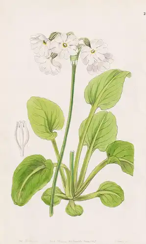 Primula Munroi - Primel / flowers Blume flower Botanik botany botanical