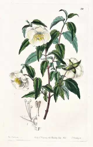 Philadelphus mexicanus - Mexico Mexiko / flowers Blume flower Botanik botany botanical