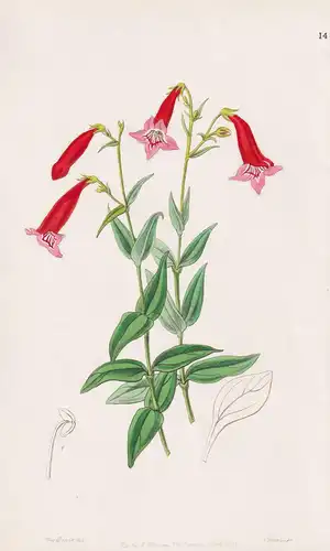 Pentstemon miniatus - North America Nordamerika / flowers Blume flower Botanik botany botanical