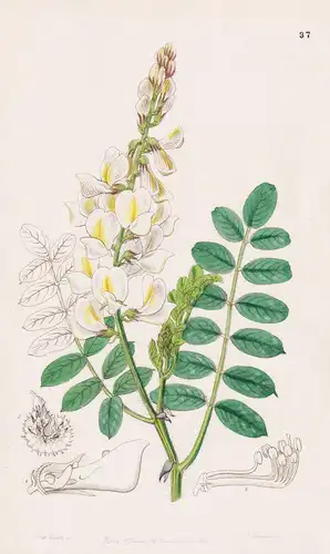 Onobrychis radiata - Caucasus Kaukasus / flowers Blume flower Botanik botany botanical
