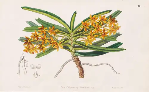 Saccolabium miniatum - orchid Orchidee / flowers Blume flower Botanik botany botanical