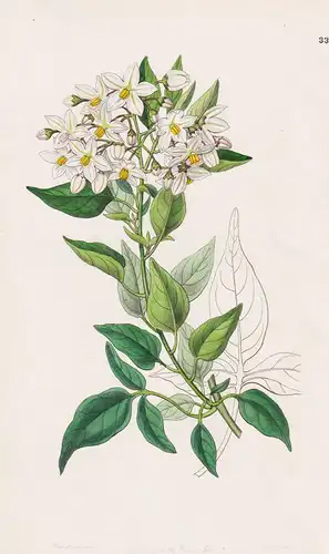 Solanum jasminoides - South America Südamerika / flowers Blume flower Botanik botany botanical