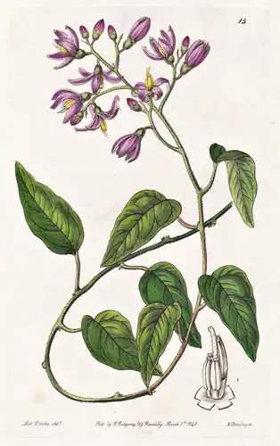 Solanum uncinellum - flowers Blume flower Botanik botany botanical